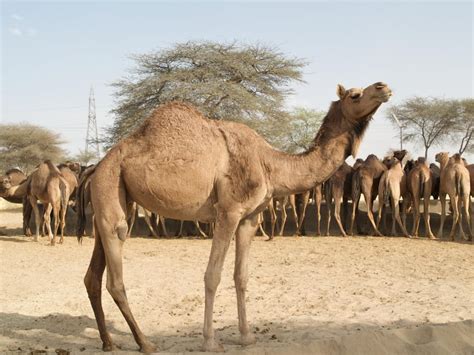 höckerloses kamel 4 buchstaben